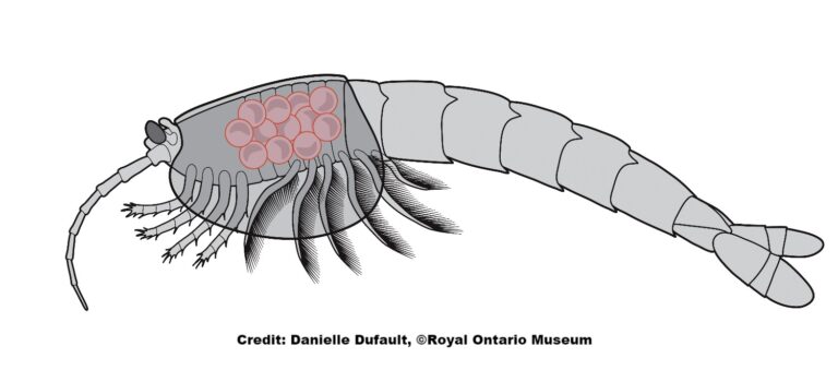 Waptia illustration, brooding individual carrying eggs under her carapace