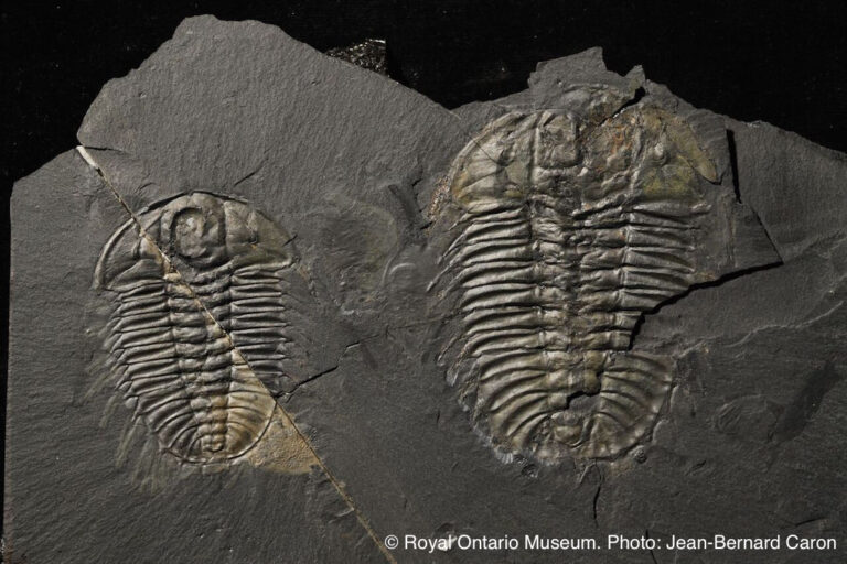Olenoides. © Royal Ontario Museum. Photo Jean-Bernard Caron